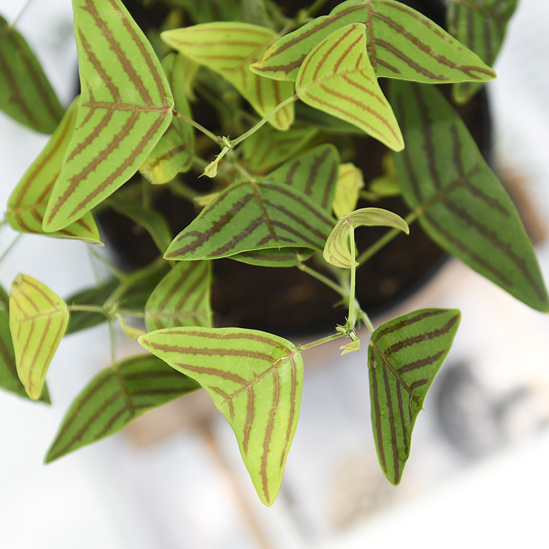 Spotted Bat Grass CHRISTIA VESPERTILIONIS Green Plant Potted Plants